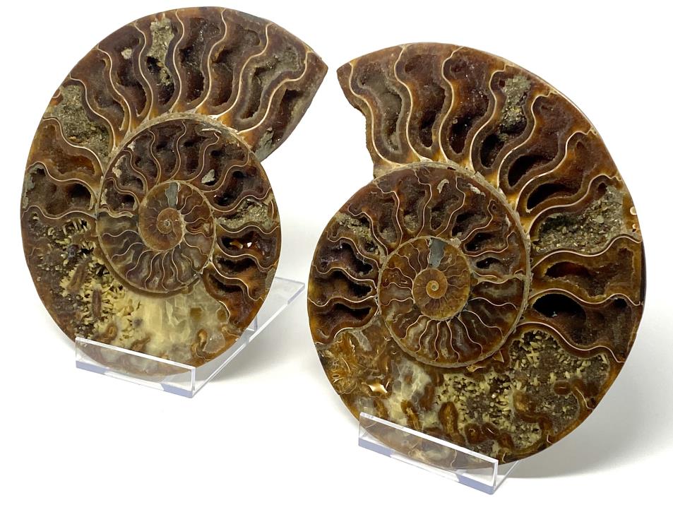 Ammonite Pair Very Large 21.5cm