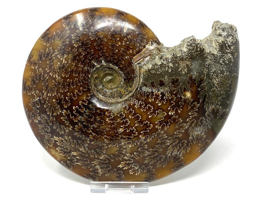 Ammonite Cleoniceras Polished Large 16.2cm