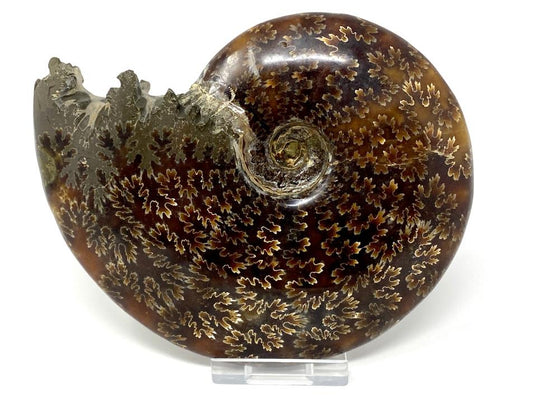 Ammonite Cleoniceras Polished Large 13.7cm