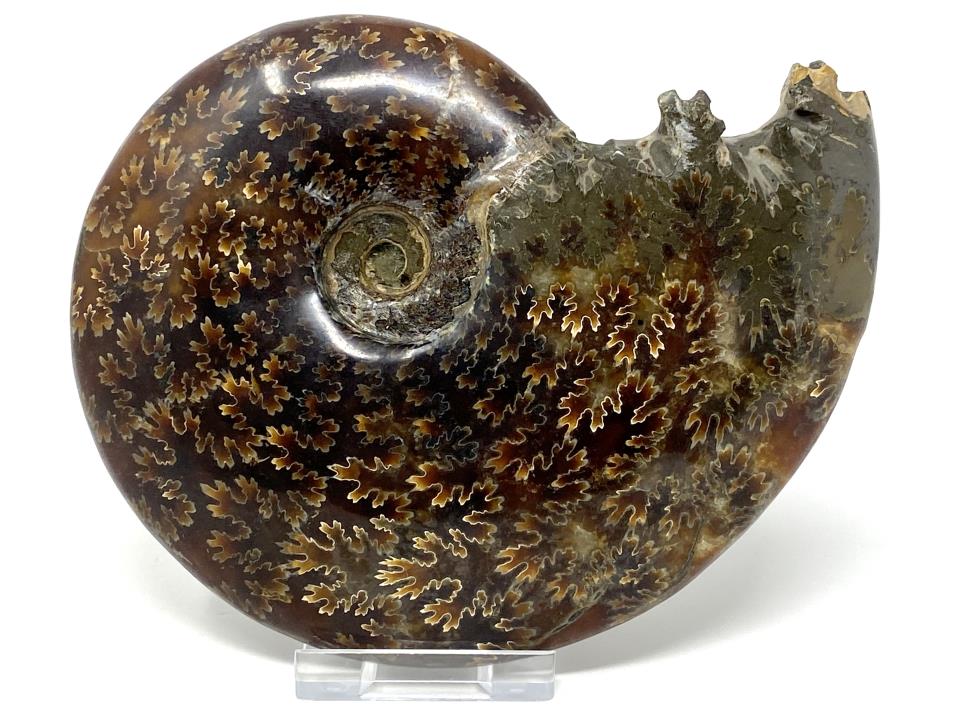 Ammonite Cleoniceras Polished Large 13.7cm