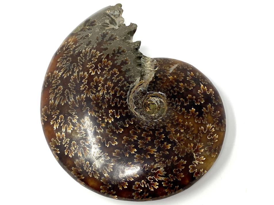 Ammonite Cleoniceras Polished Large 13.7cm