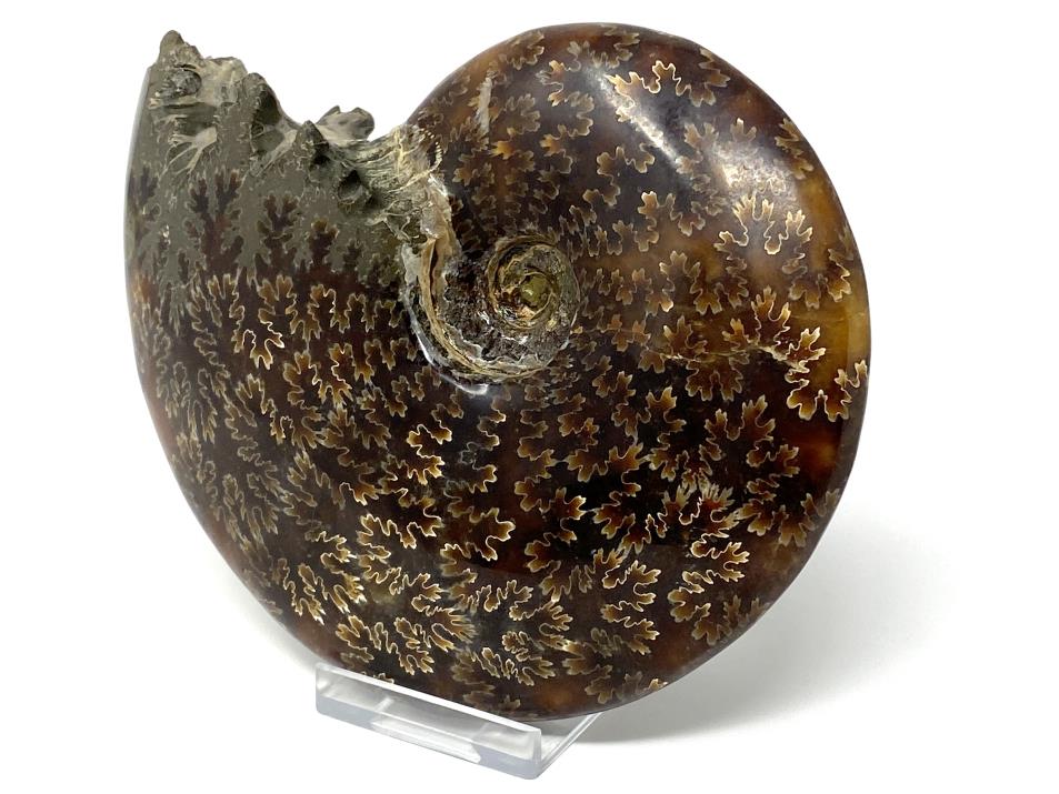 Ammonite Cleoniceras Polished Large 13.7cm