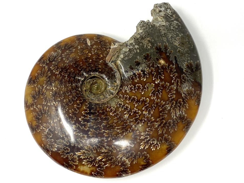 Ammonite Cleoniceras Polished Large 16.2cm