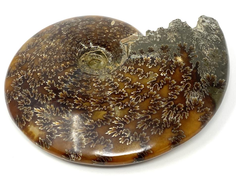 Ammonite Cleoniceras Polished Large 16.2cm