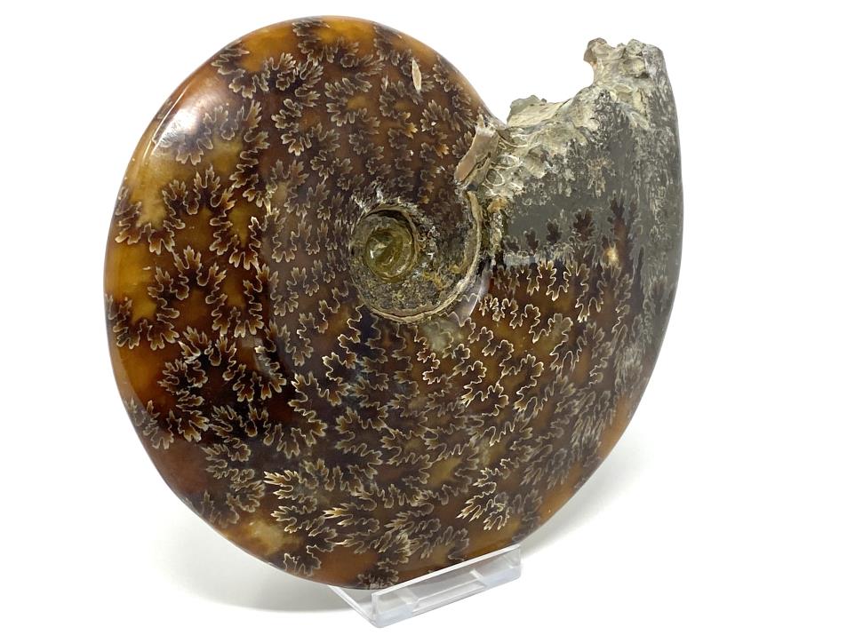 Ammonite Cleoniceras Polished Large 16.2cm