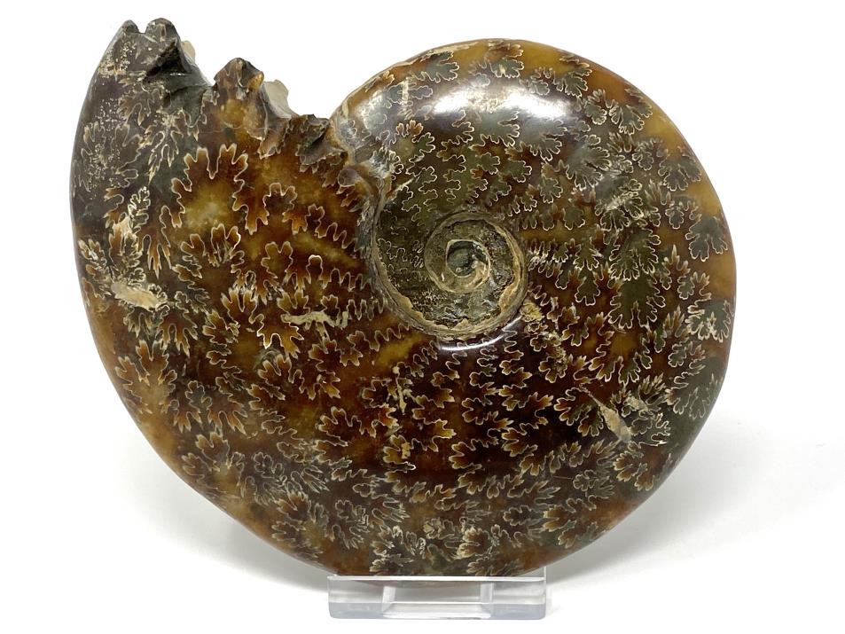 Ammonite Cleoniceras Polished Large 13.3cm