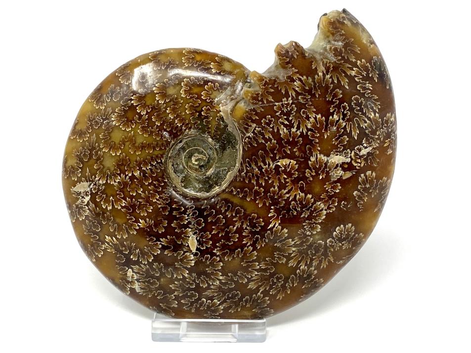 Ammonite Cleoniceras Polished Large 13.3cm