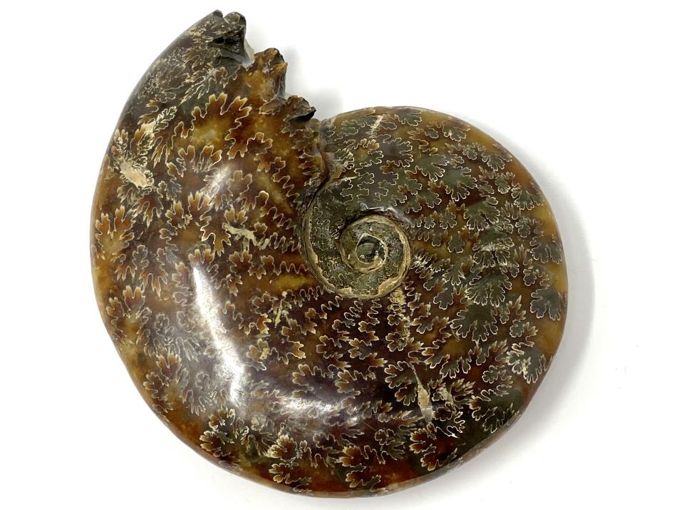 Ammonite Cleoniceras Polished Large 13.3cm