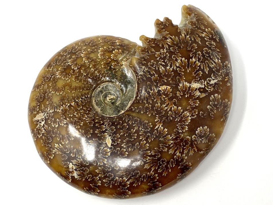 Ammonite Cleoniceras Polished Large 13.3cm