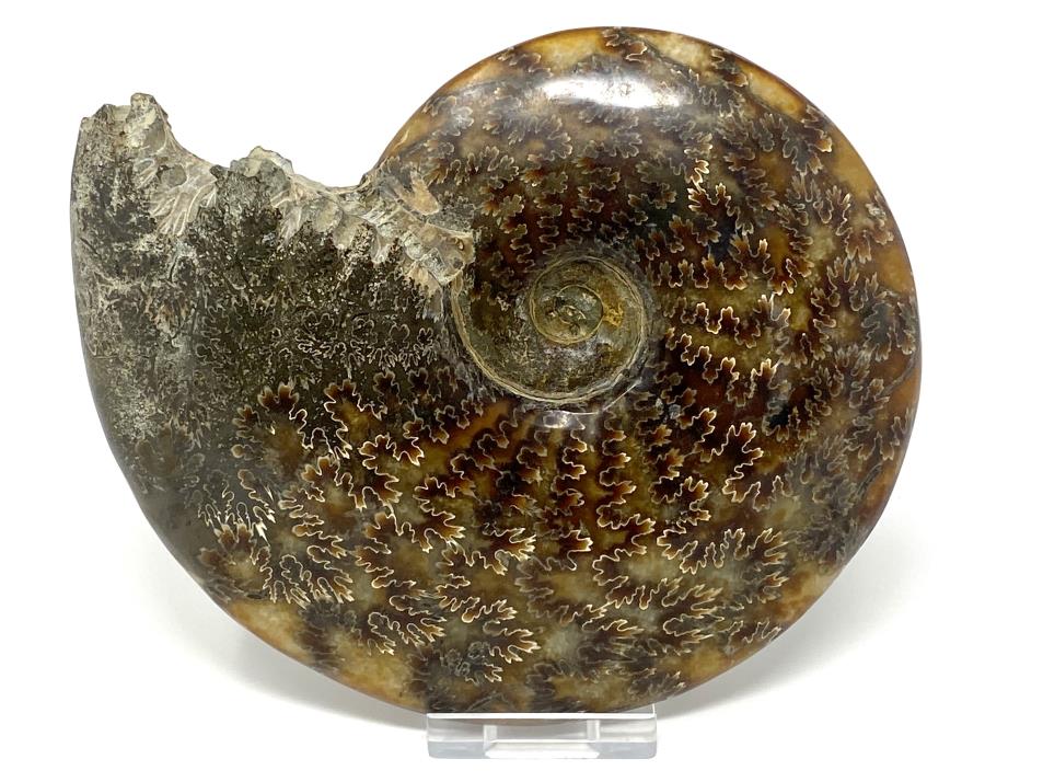 Ammonite Cleoniceras Polished Large 16.2cm