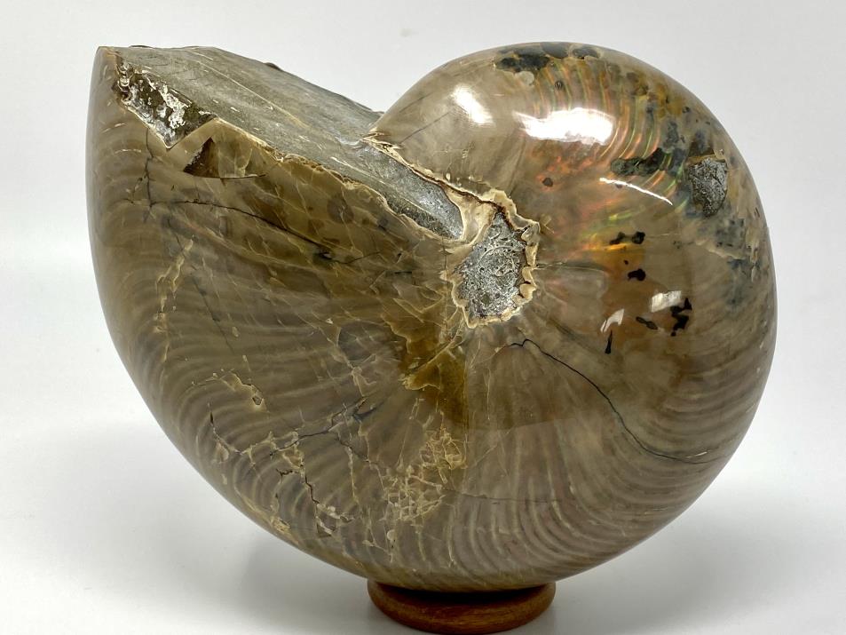 Iridescent Polished Nautilus Fossil Very Large 18.2cm