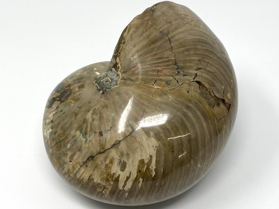 Iridescent Polished Nautilus Fossil Very Large 18.2cm