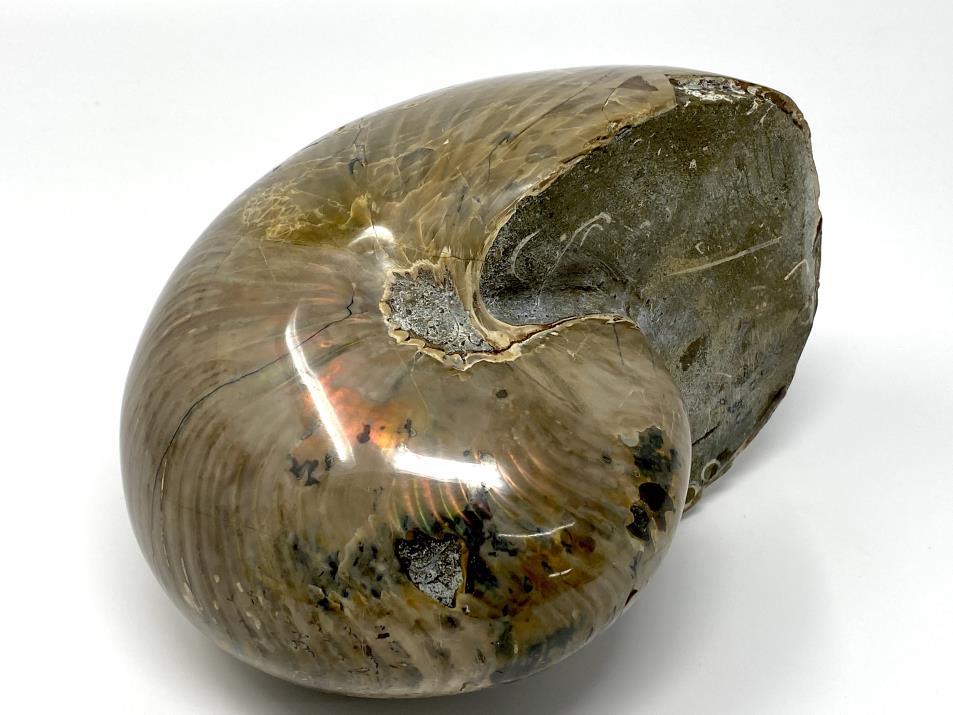 Iridescent Polished Nautilus Fossil Very Large 18.2cm