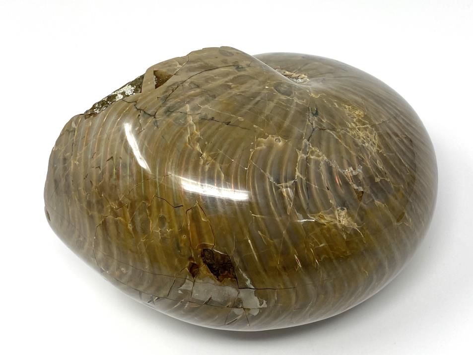 Iridescent Polished Nautilus Fossil Very Large 18.2cm