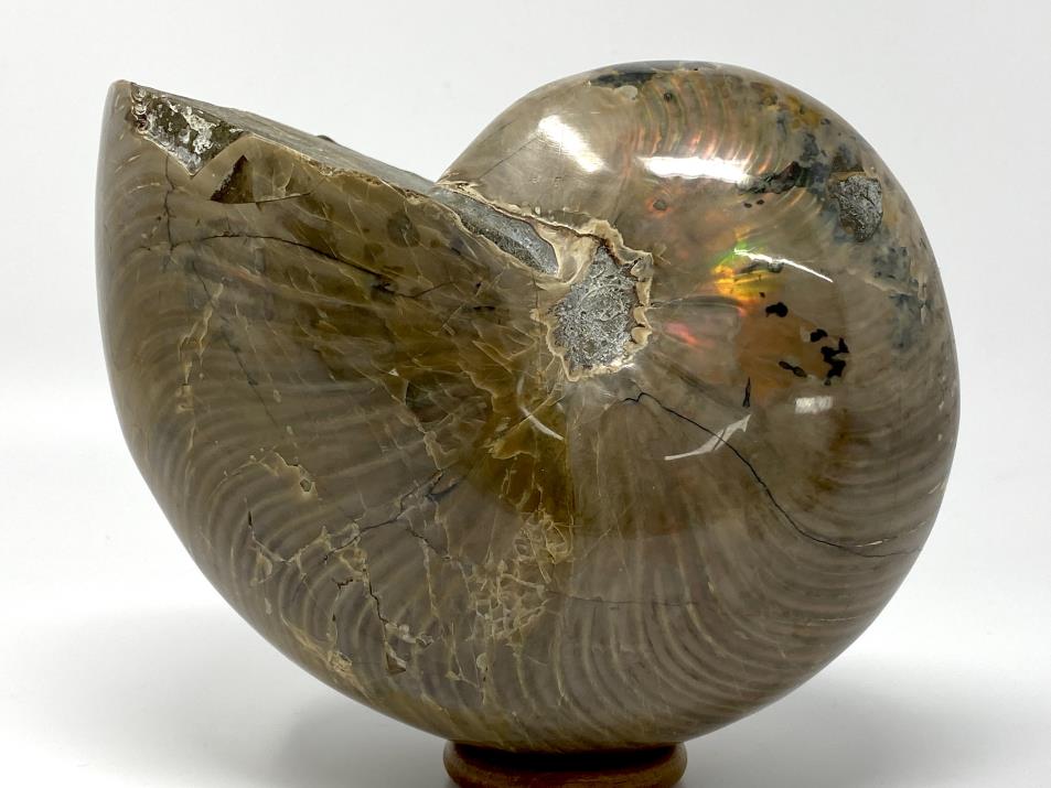 Iridescent Polished Nautilus Fossil Very Large 18.2cm