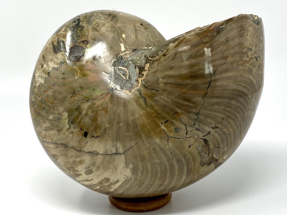 Iridescent Polished Nautilus Fossil Very Large 18.2cm