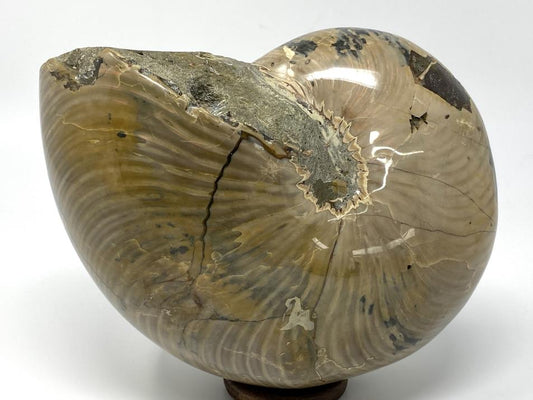 Polished Nautilus Fossil Very Large 18.3cm