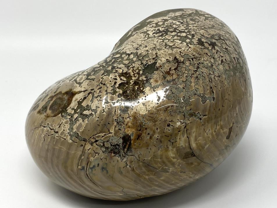 Polished Nautilus Fossil Very Large 18.3cm