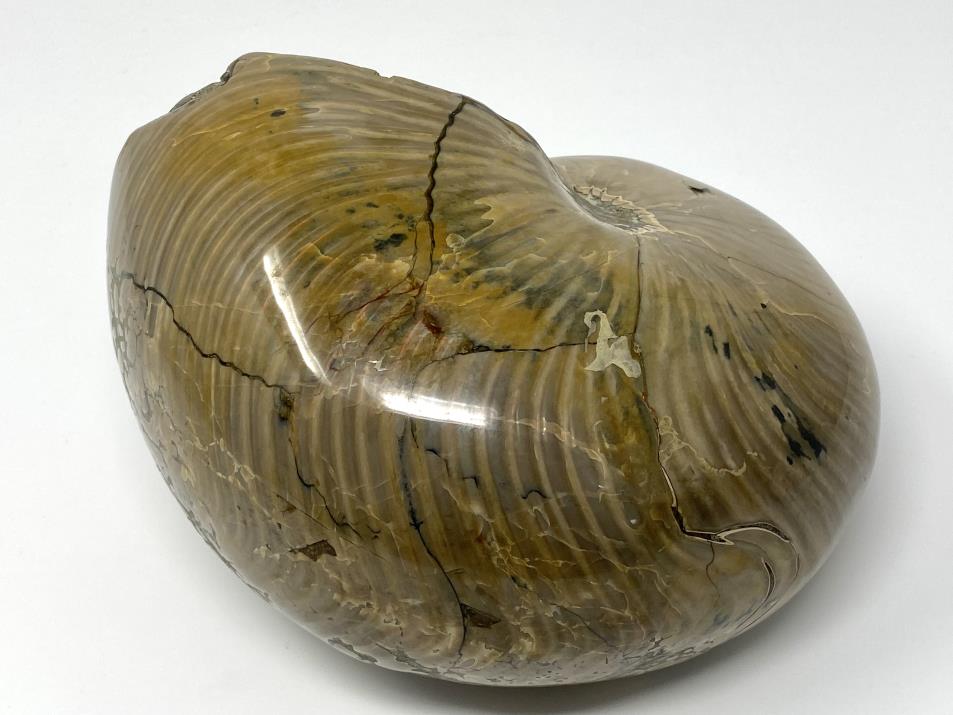 Polished Nautilus Fossil Very Large 18.3cm