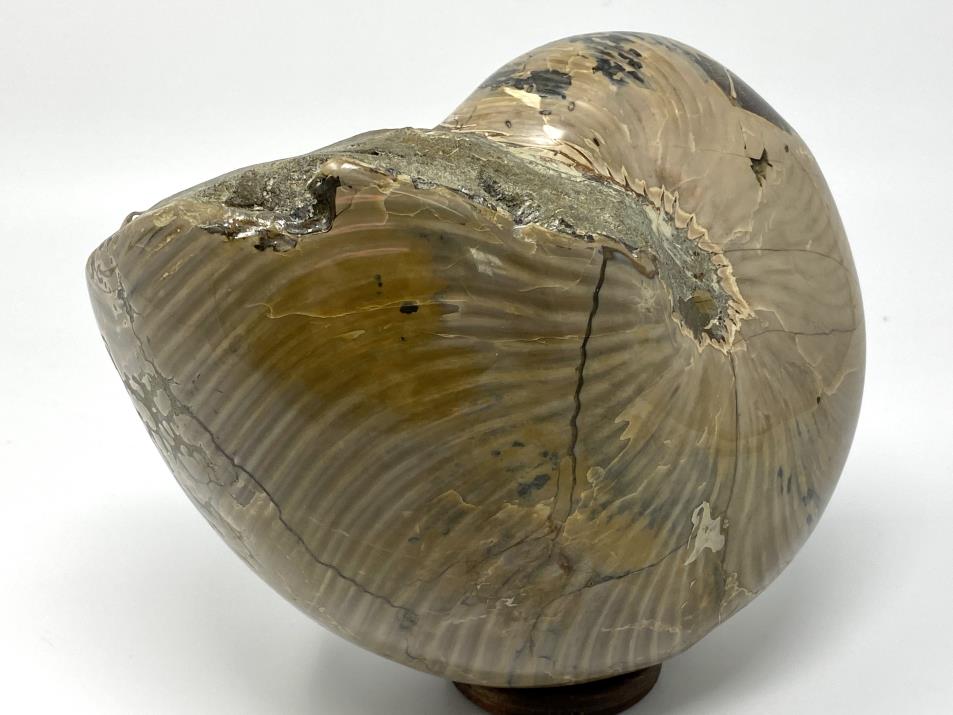 Polished Nautilus Fossil Very Large 18.3cm