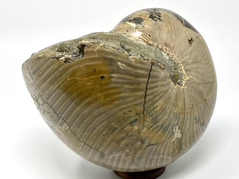 Polished Nautilus Fossil Very Large 18.3cm