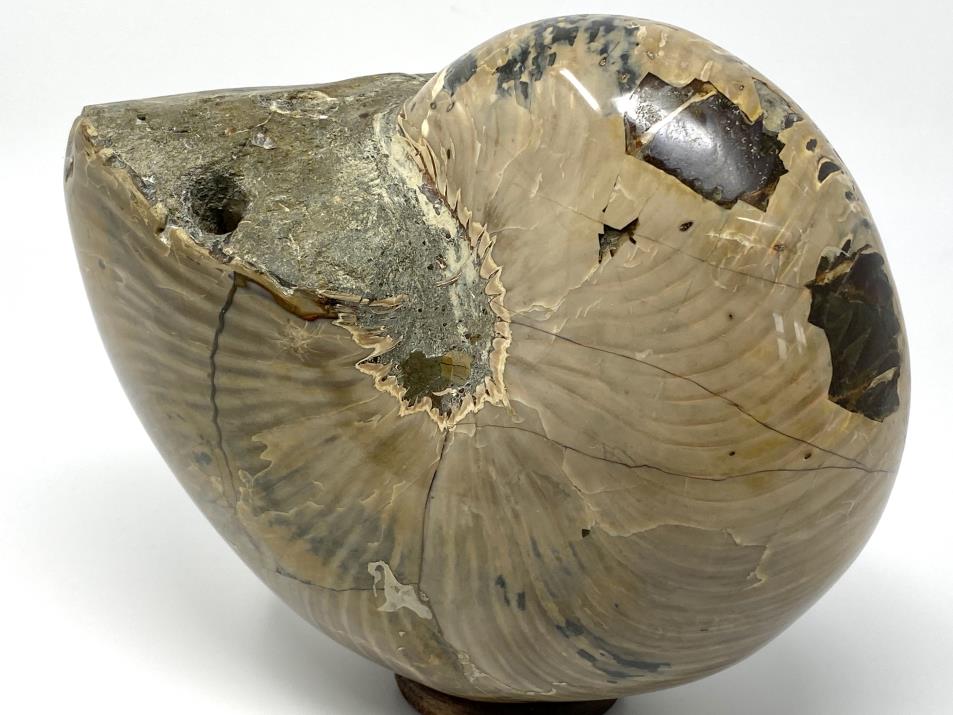 Polished Nautilus Fossil Very Large 18.3cm