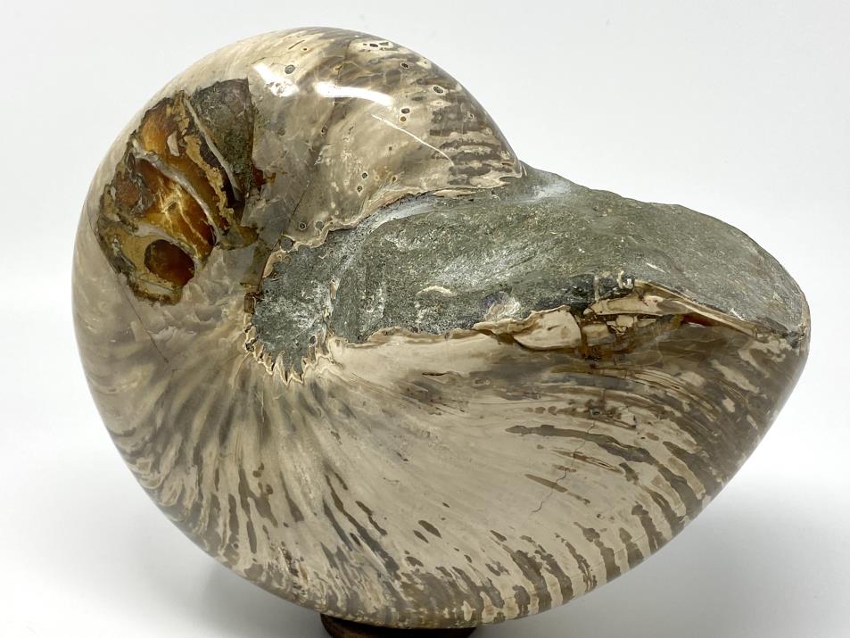 Polished Nautilus Fossil Very Large 22.7cm