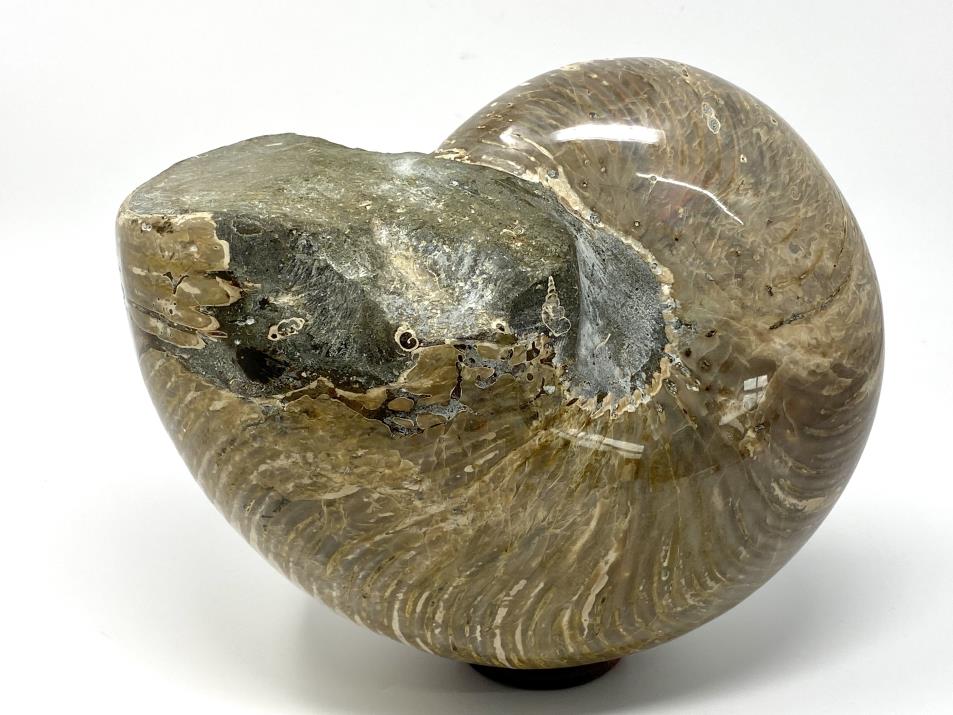 Polished Nautilus Fossil Very Large 22.7cm