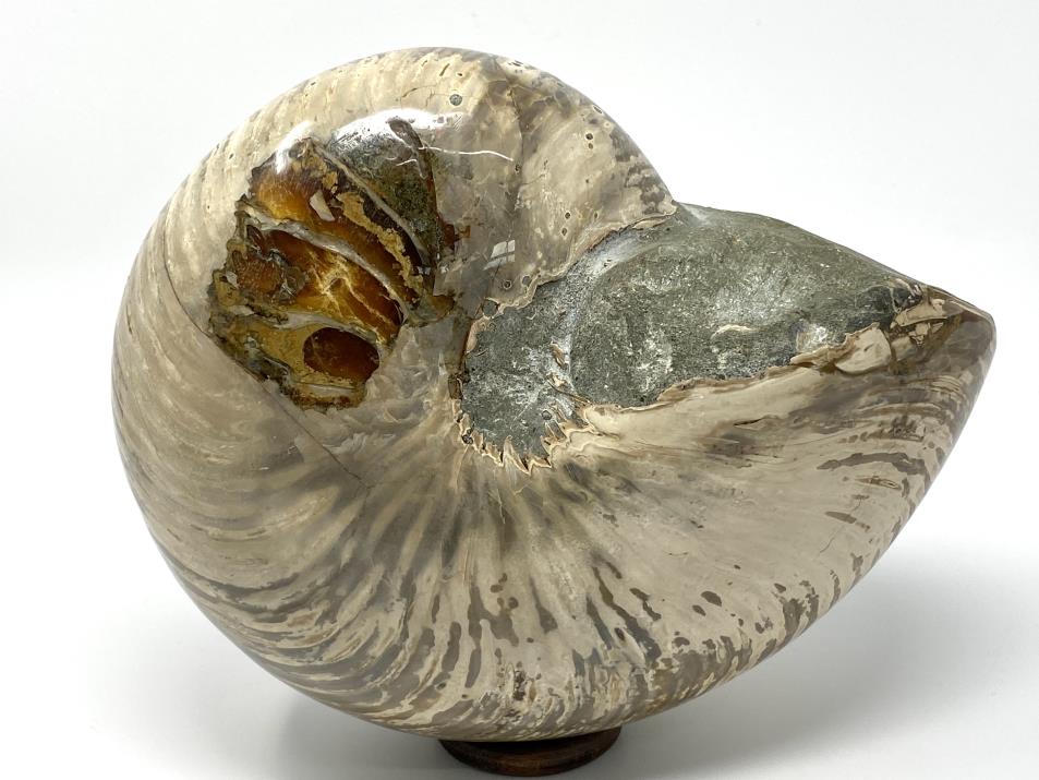 Polished Nautilus Fossil Very Large 22.7cm