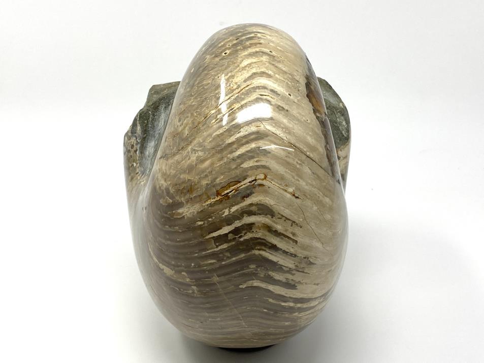 Polished Nautilus Fossil Very Large 22.7cm