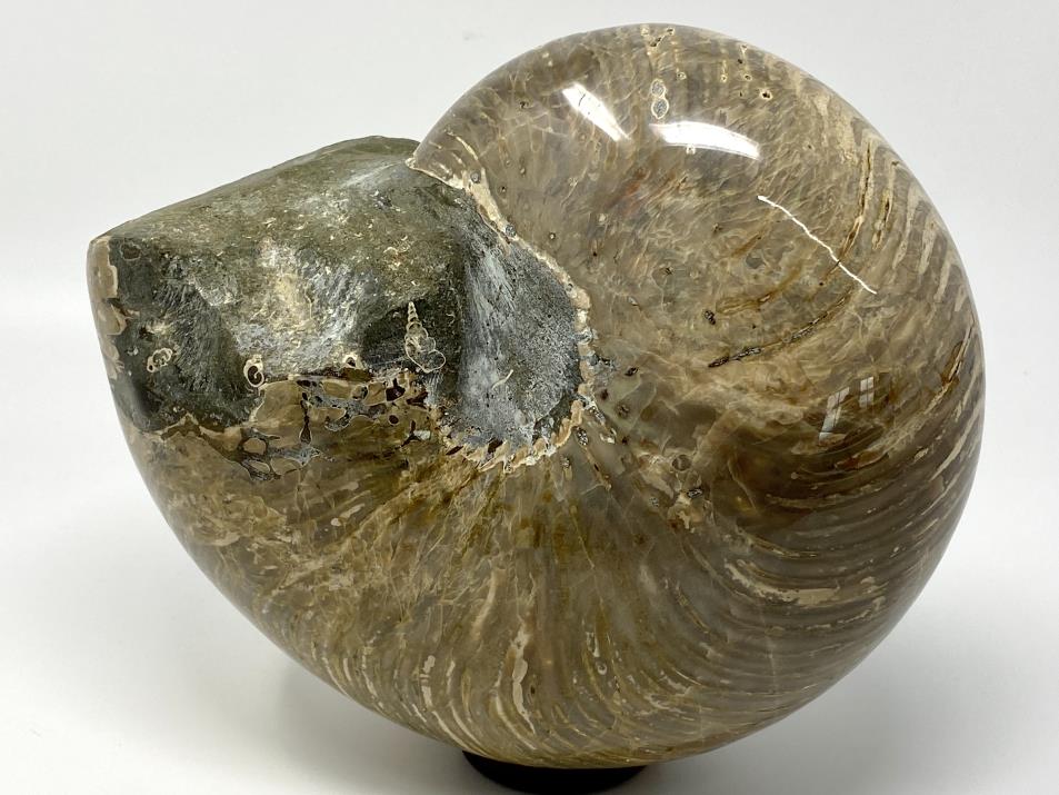 Polished Nautilus Fossil Very Large 22.7cm