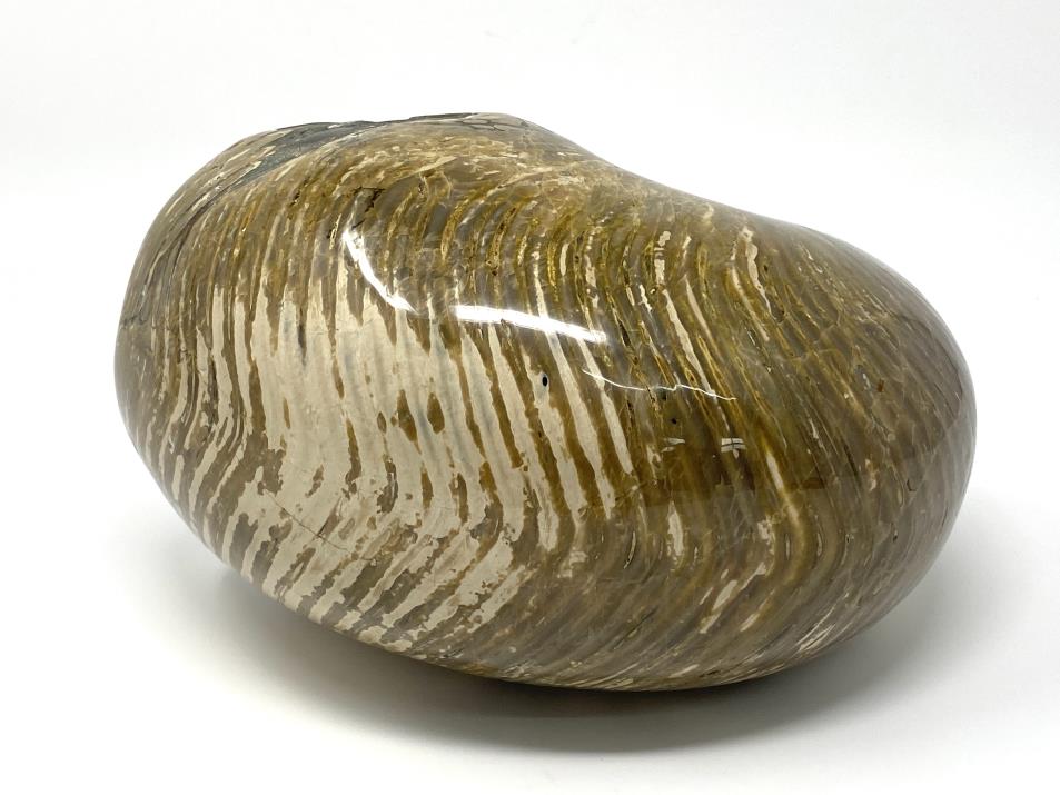 Polished Nautilus Fossil Very Large 22.7cm