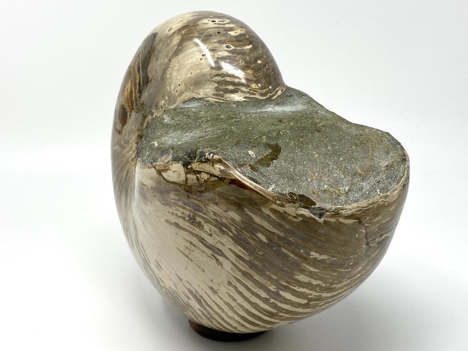 Polished Nautilus Fossil Very Large 22.7cm