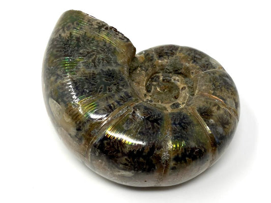 Ammonite Lytoceras Polished 6.3cm