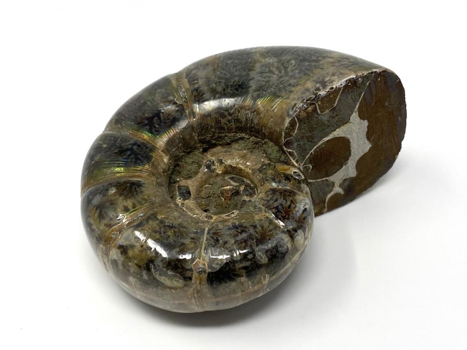 Ammonite Lytoceras Polished 6.3cm