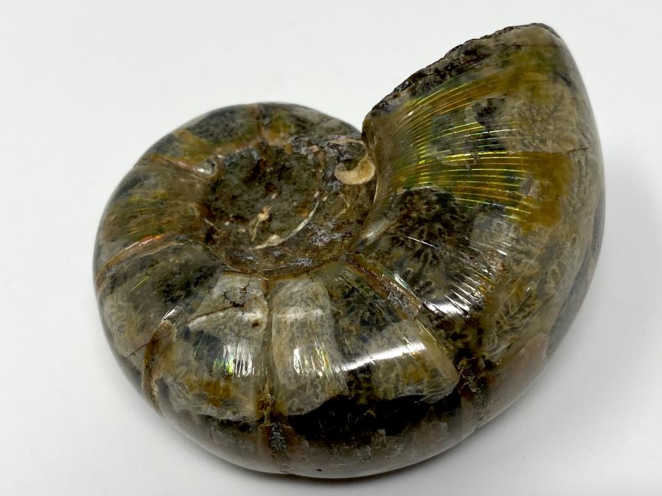 Ammonite Lytoceras Polished 6.3cm