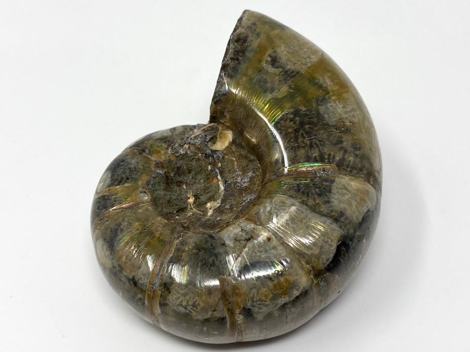 Ammonite Lytoceras Polished 6.3cm