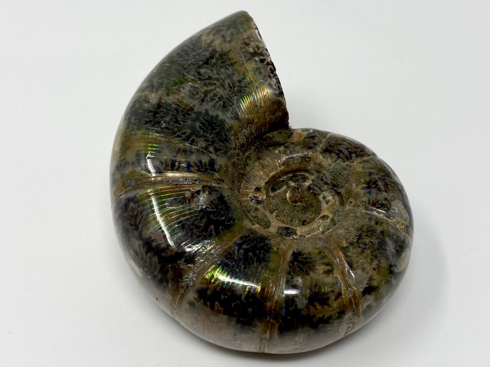 Ammonite Lytoceras Polished 6.3cm