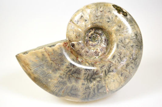 Ammonite Lytoceras Polished Large 11.5cm