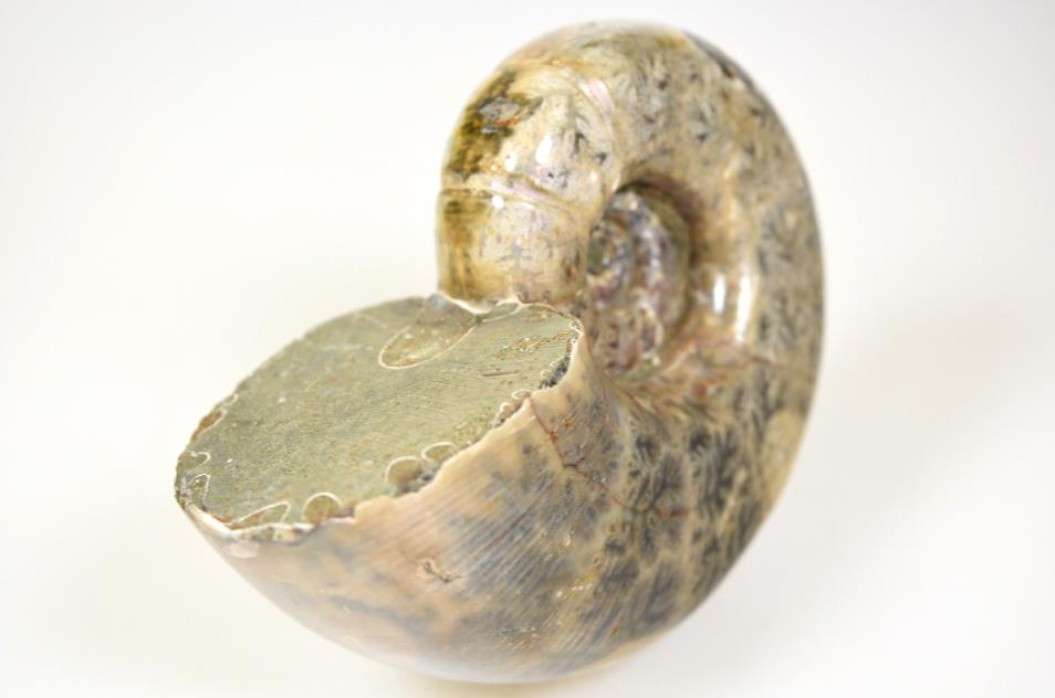 Ammonite Lytoceras Polished Large 11.5cm