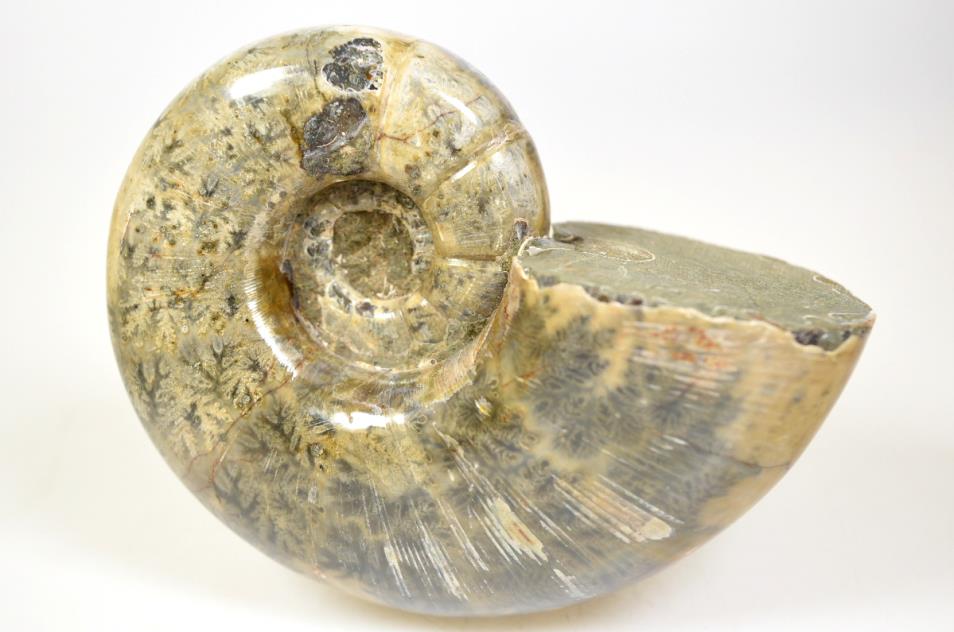 Ammonite Lytoceras Polished Large 11.5cm