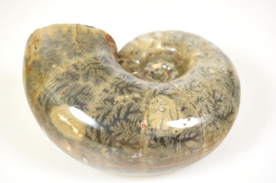 Ammonite Lytoceras Polished Large 11.5cm