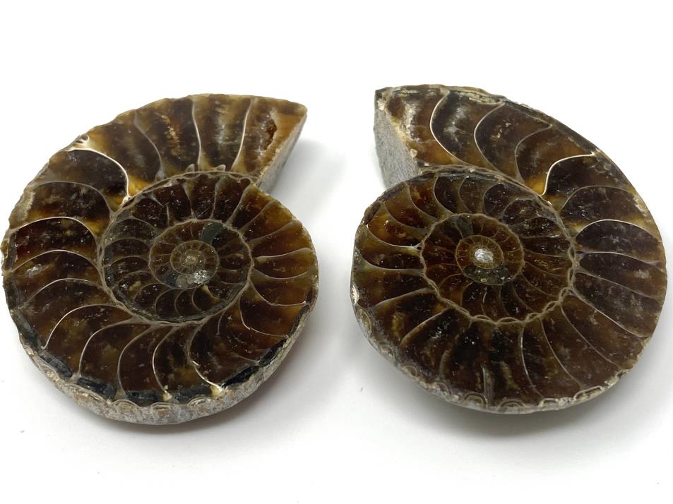 Ammonite Pair 4.7cm