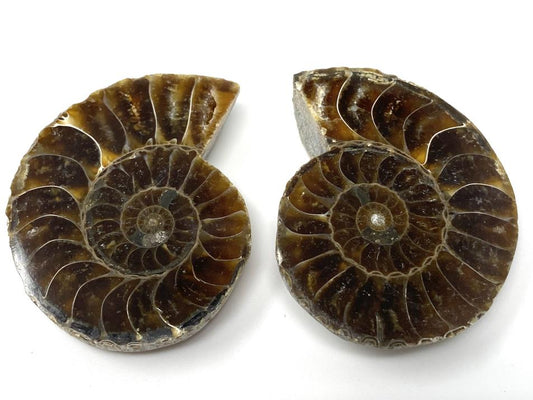 Ammonite Pair 4.7cm