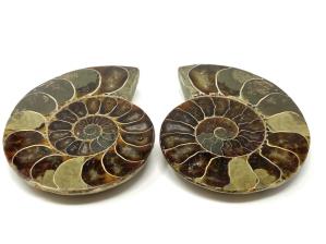 Ammonite Pair 6.7cm