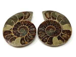 Ammonite Pair 6.7cm