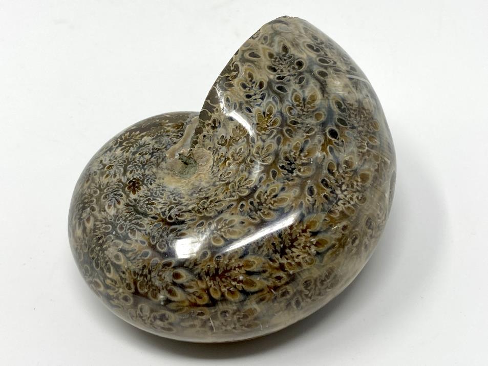 Ammonite Phylloceras Polished 10.2cm