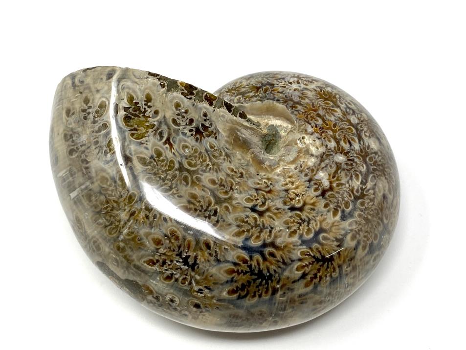 Ammonite Phylloceras Polished 10.2cm