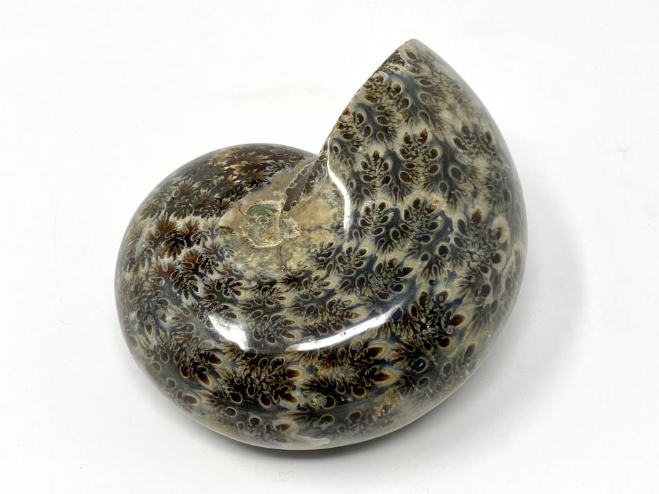 Ammonite Phylloceras Polished 9.9cm