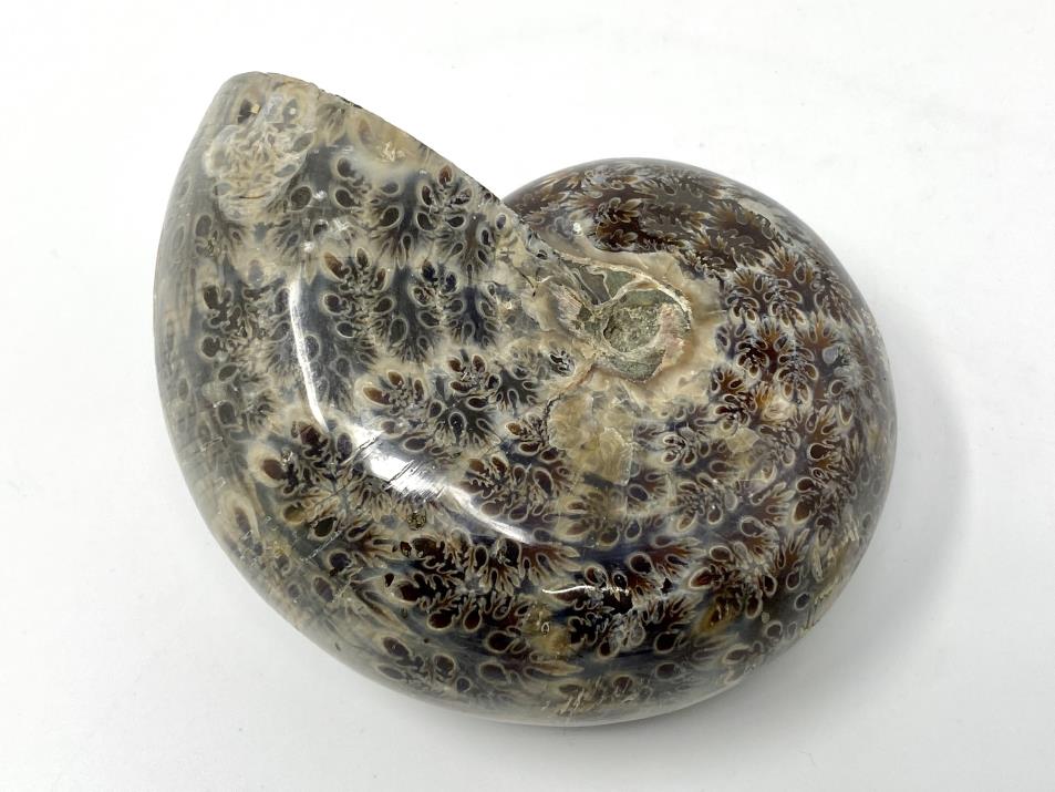 Ammonite Phylloceras Polished 9.9cm